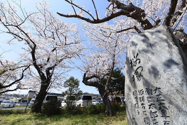 写真：諏訪台のさくらと桜塚