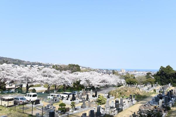 写真：東平霊園のさくら