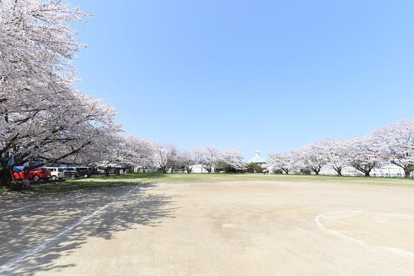 写真：会瀬グラウンドのさくら