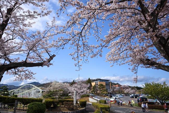 写真：かみね公園のさくら1