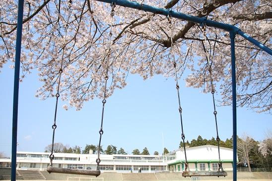 写真：金沢小学校のさくら