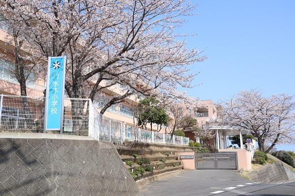 写真：水木小学校のさくら