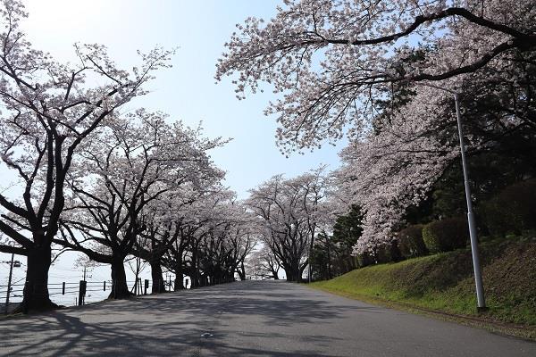 写真：日立研究所のさくら