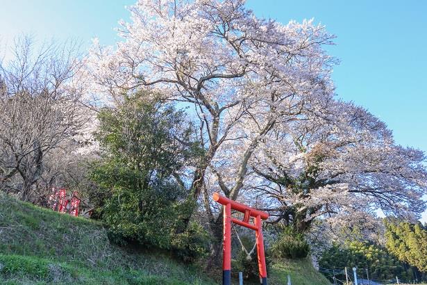 写真：油が埼神社のさくら