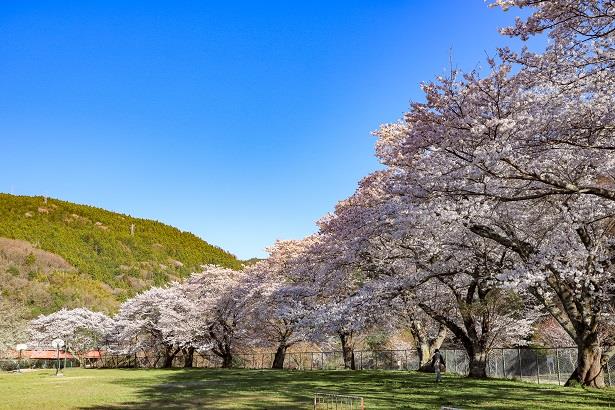 写真：中里中学校のさくら