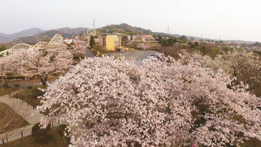 写真：かみね公園と桜