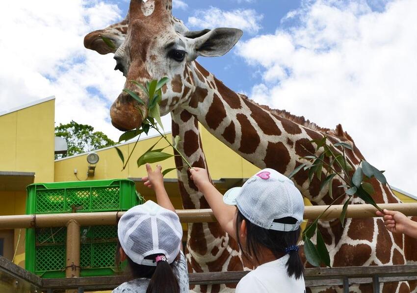 写真：きりん