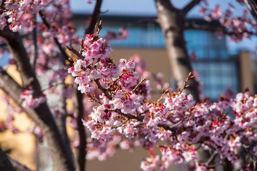 写真：紅寒桜1