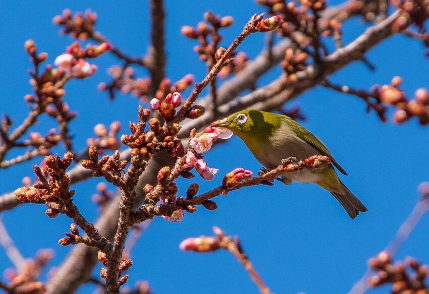 写真：紅寒桜2