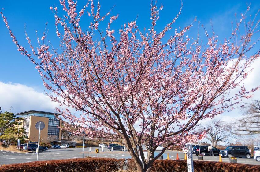 写真：紅寒桜3