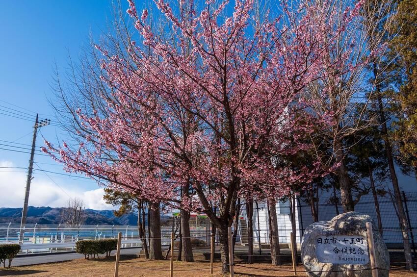 写真：紅寒桜4