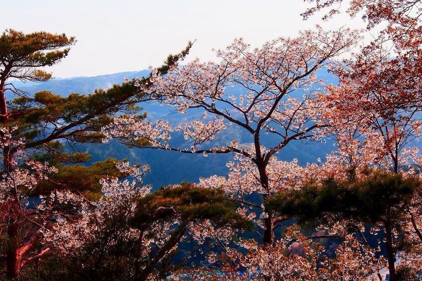 写真：桜2