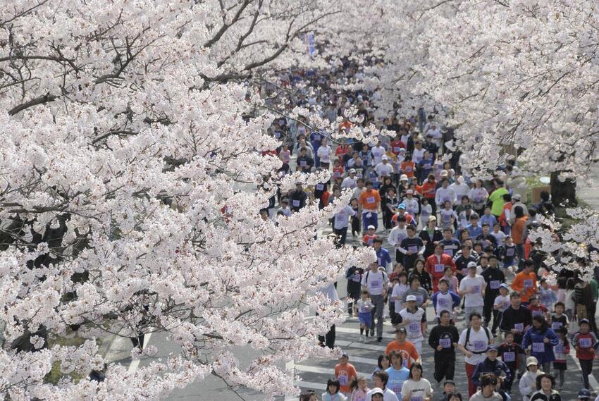 写真：桜5