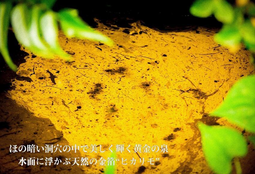 写真：ヒカリモ1　ほの暗い洞穴の中で美しく輝く黄金の泉　水面に浮かぶ天然の金箔“ヒカリモ”