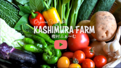 KASHIMURA FARM 樫村ふぁーむ