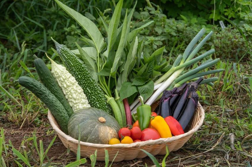 写真：野菜盛り合わせ