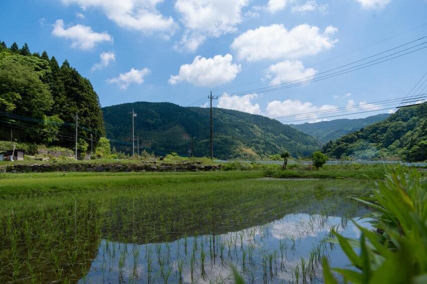 写真：水田（中里地区）