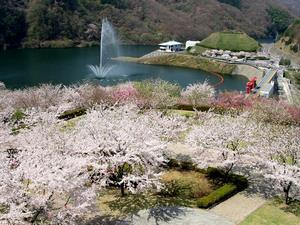 写真：桜と十王ダムの噴水