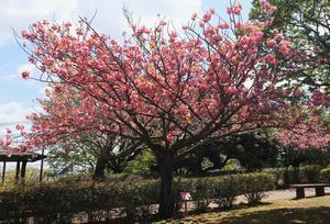 写真：台原中央公園