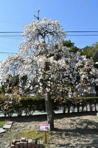 写真：かわじり第1児童公園