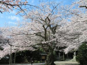 写真：熊野神社