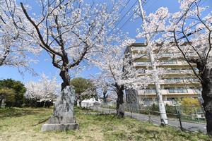 写真：諏訪台桜塚三角公園