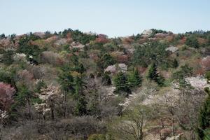 写真：小木津山自然公園