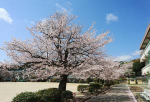 写真：塙山小学校