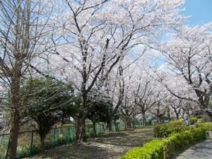 写真：桜川緑地