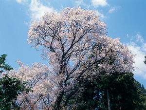 写真：諏訪のヤマザクラ