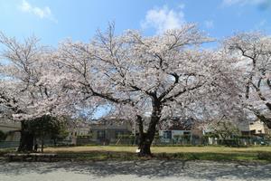 写真：石内さくら公園