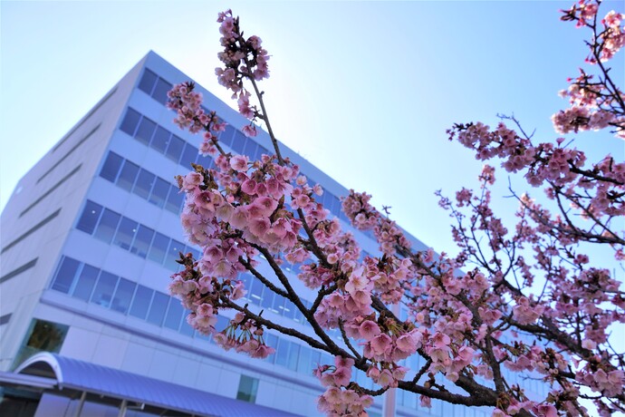 見頃を迎えている「日立紅寒桜（ひたちべにかんざくら」