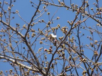 平和通りで開花した桜