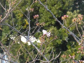 かみね公園で開花した桜