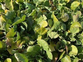 菜の花（蕾なし）（1）