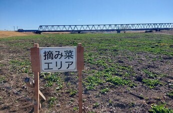 写真:摘み菜エリアの看板