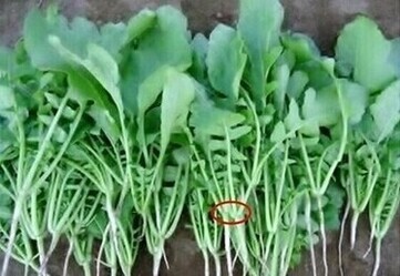 菜の花（蕾なし）