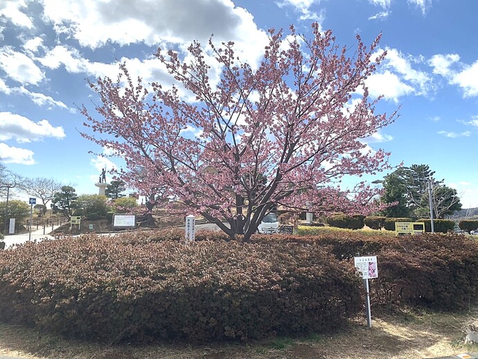 写真：日立紅寒桜接写