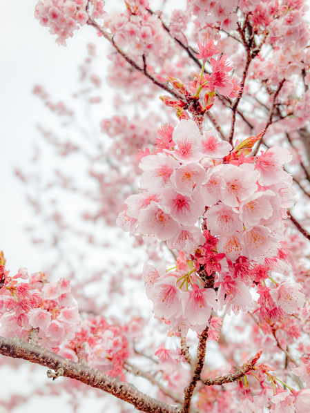 写真：日立紅寒桜全景