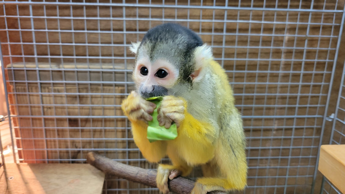 来園したボリビアリスザルメス