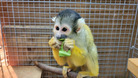 来園したボリビアリスザル