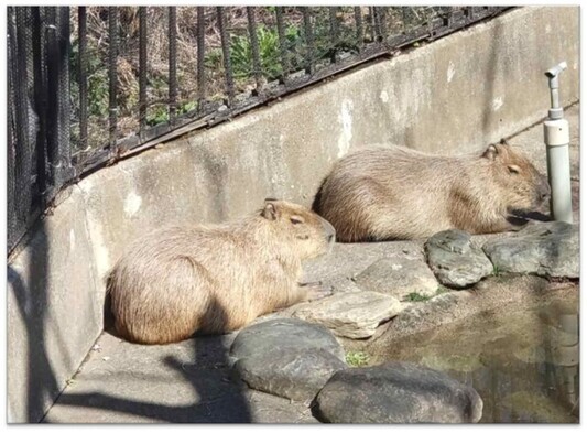 カピバラ