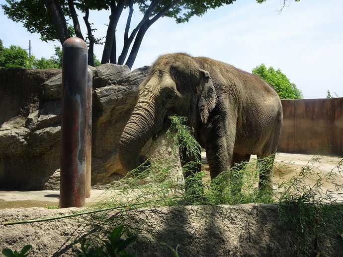かみね動物園七夕まつりの情報