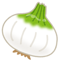 イラスト：新玉ねぎ