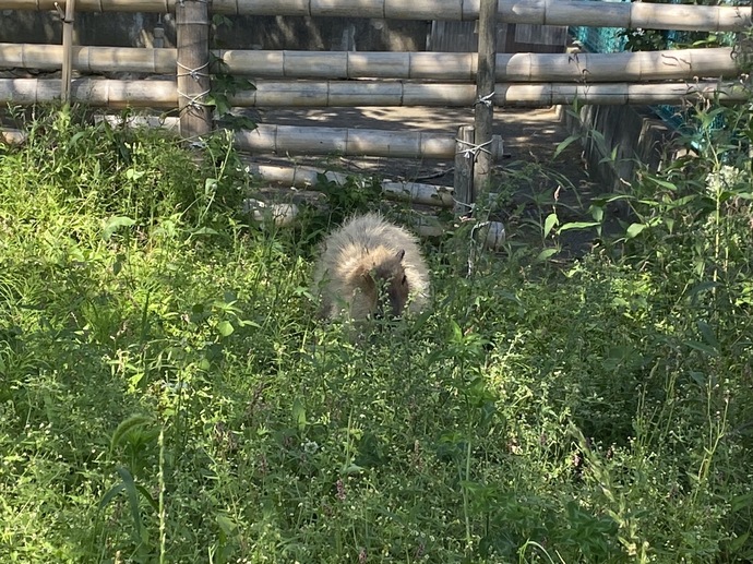 緑地の中にいるカピバラ