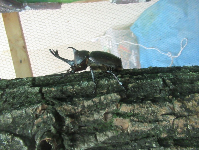 カブトムシ