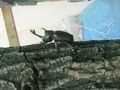 カブトムシ