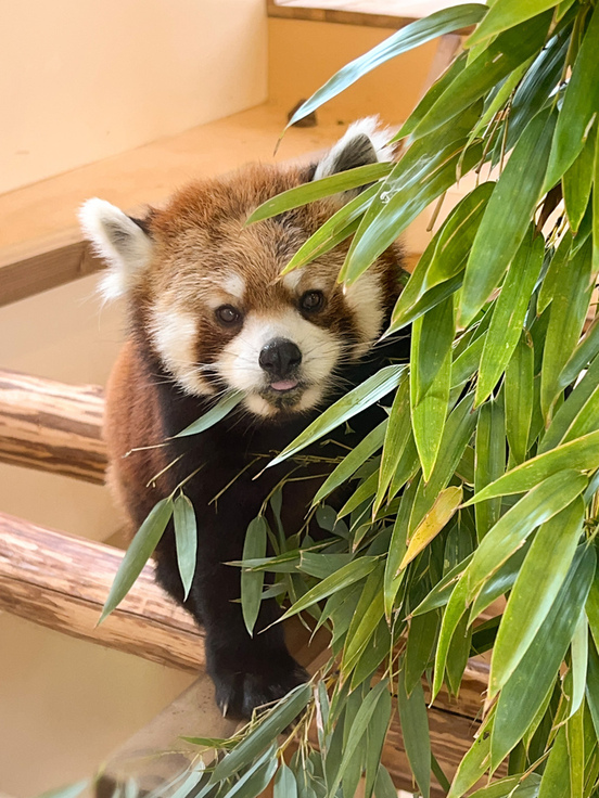 レッサーパンダ