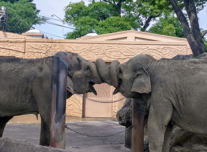ゾウ