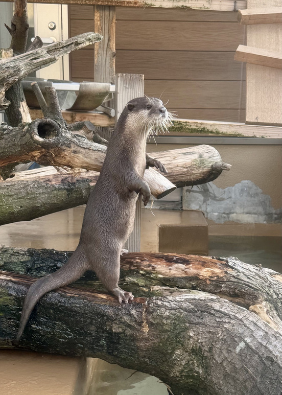 カワウソ